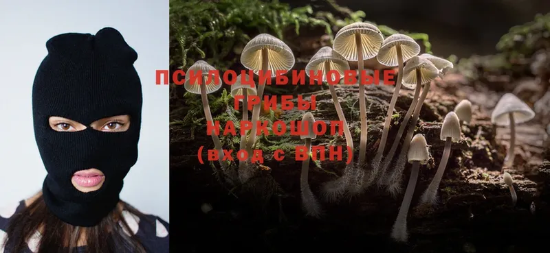 Псилоцибиновые грибы Psilocybine cubensis  блэк спрут зеркало  Пудож  купить наркоту 